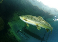Brown Trout under the jetty at Capernwray by Paul Colley 